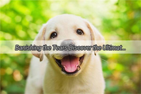 Banishing the Tears Discover the Ultimate Solution for Your Poochs Lachrymal Stains